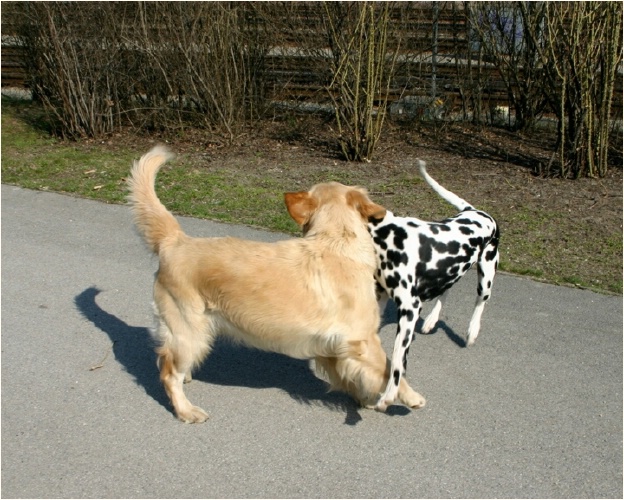 <b>hallo Nachbarin, machen wir einen Schulterschlu�?<b>